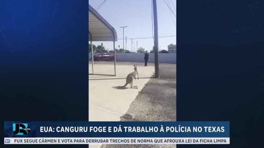 Canguru foge, mobiliza polícia e é capturado após perseguição no Texas