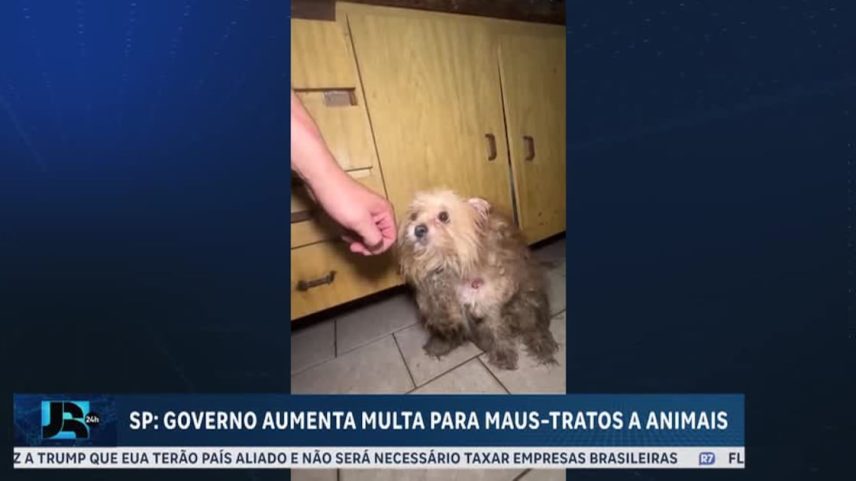Governo de São Paulo aumenta multa para maus-tratos a animais e endurece punições