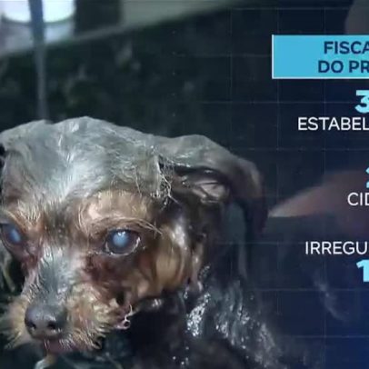 Operação em SP aponta irregularidades em quase metade de pet shops vistoriados