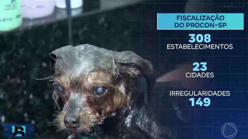 Operação em SP encontra irregularidades em quase metade dos pet shops vistoriados