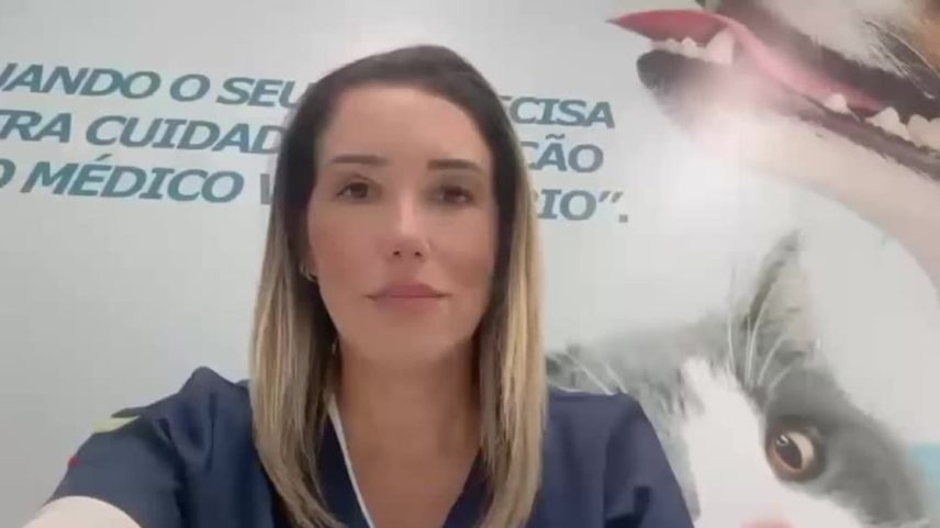 Por que os gatos amassam com as patas