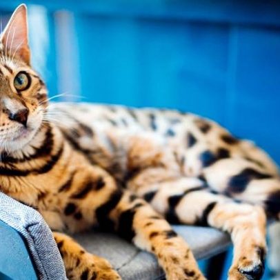 Tutora deve impedir invasão de casa vizinha por gato bengal, sob pena de multa