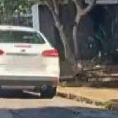 Advogada é presa em flagrante por abandonar cachorro idoso na rua