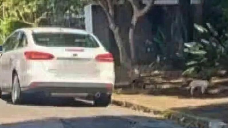 Advogada é presa em flagrante após abandonar cachorro idoso em rua - Migalhas