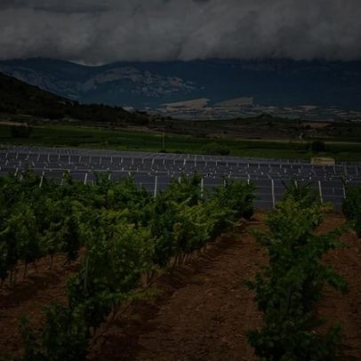 Vinhedos mais antigos da Europa ameaçados pela energia solar