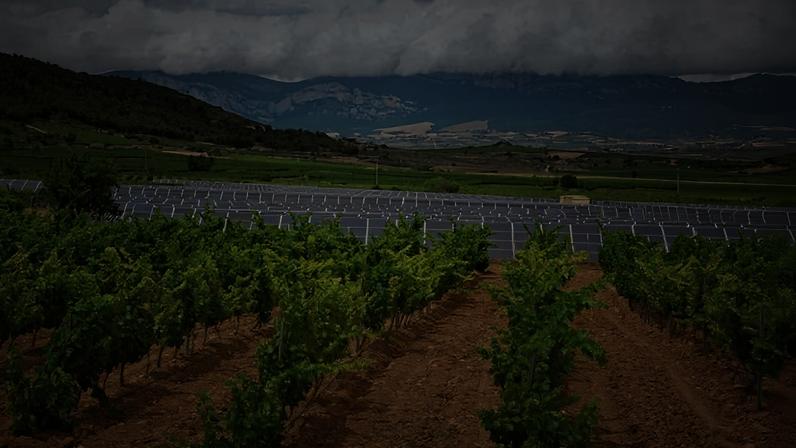 A vineyard next to a solar panel installation. Picture source: istock