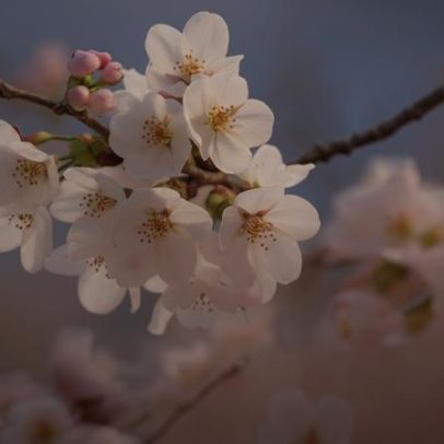 Por que o Japão ficou atrás da demanda global por rosé