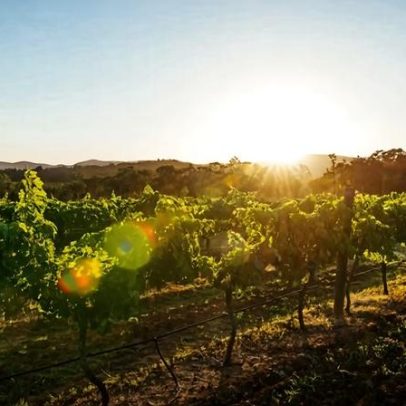 Endeavour planeja cortar mais da metade das vinícolas para economizar