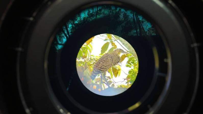 Documentar a diversidade de aves demonstra a riqueza natural do Panamá
