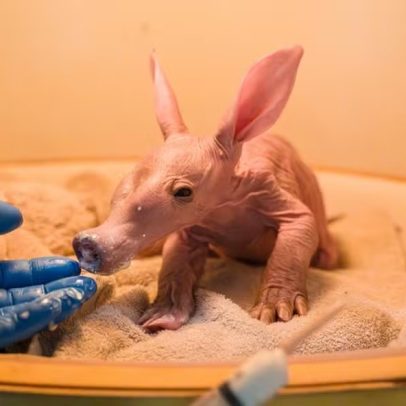 Animal de aparência exótica nasce em zoológico inglês; vídeo mostra