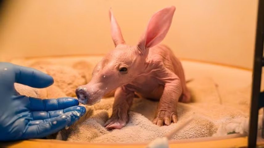 Aardvark, - Animal raro nasceu no Chester Zoo