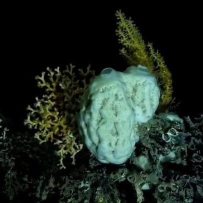 Como espécies do oceano profundo sobrevivem à escuridão extrema