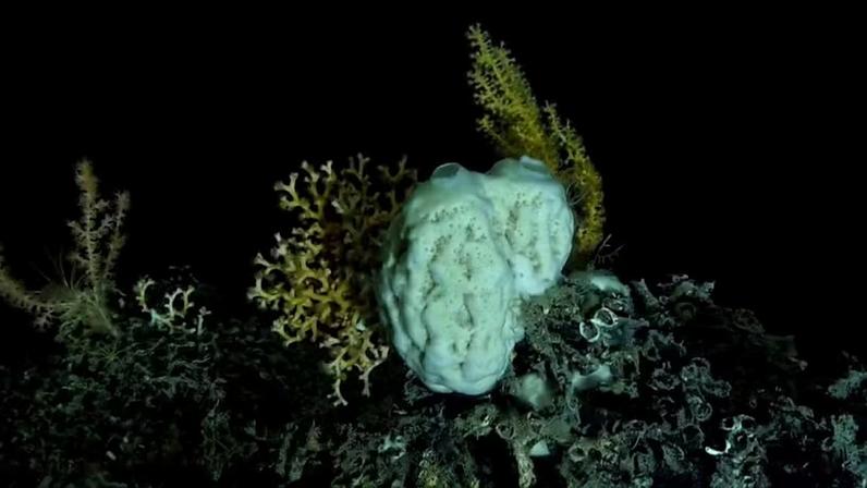 A esponjas estudadas faziam parte de um mesmo gênero e viviam em um habitat tão escuro que a fotossíntese já não pode ser mais realizada