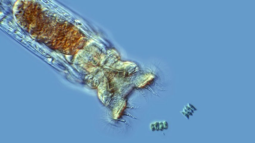 Os rotíferos possuem habilidades que vão desde a alta resistência a condições extremas até a capacidade de ingerir microplásticos em ambientes aquáticos