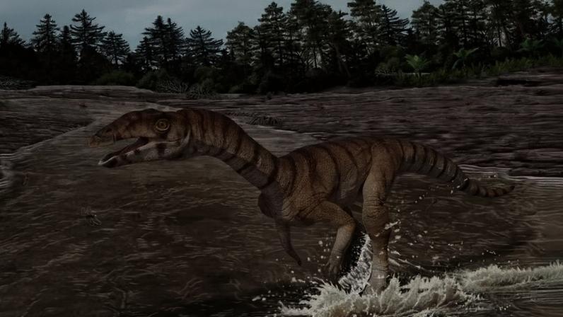 Mesmo que seja ancestral dos crocodilos, sua postura bípede, seu bico e sua boca desdentada pouco se assemelha ao réptil moderno