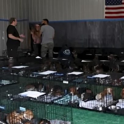 Cerca de 1,5 mil beagles são resgatados de centro de pesquisa