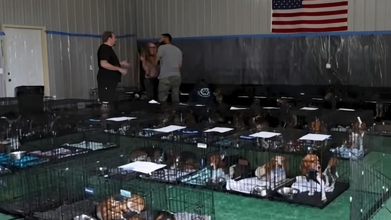 Imagem mostra os primeiros 300 cães resgatados