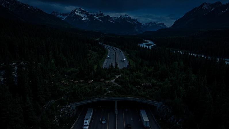 Ponte de aço no Canadá usa solo nativo para guiar ursos e reduzir acidentes