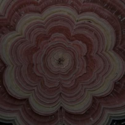 Cristal de faixas rosa, semelhante a rosa de pedra, entre tesouros fascinantes