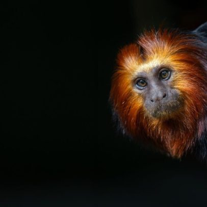 Tamarino-leão de cabeça dourada, espécie em risco, foto da semana