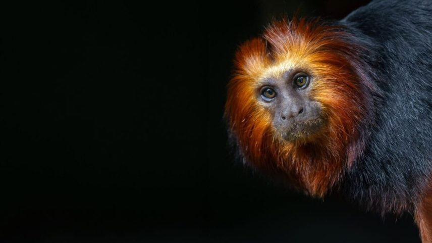 The golden-headed lion tamarin, captured in the photo above, is a small primate species found only in the northeastern Brazilian state of Bahia.