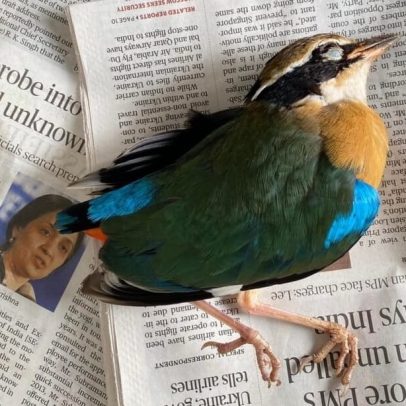 Na Índia, poucos registram colisões de aves com vidros em prédios