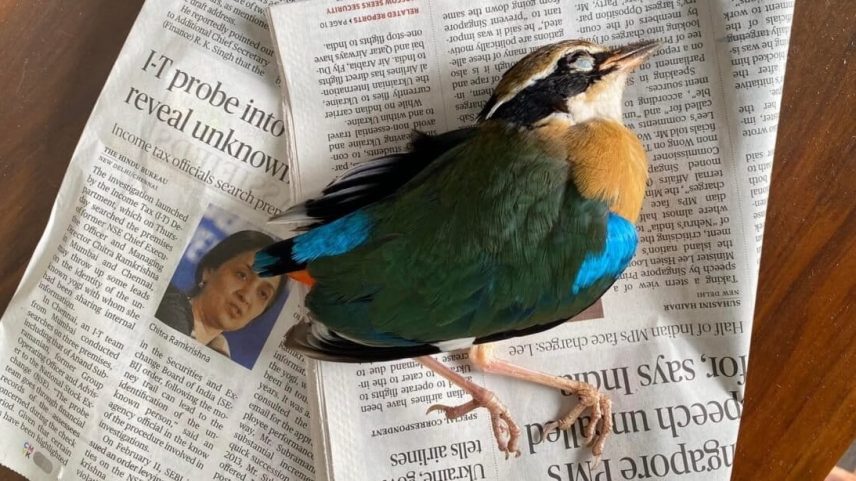 Na Índia, poucos registram colisões de aves com vidros em prédios
