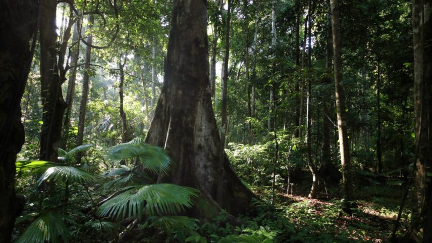 Indonesian rainforest. Photo by Rhett Ayers Butler.