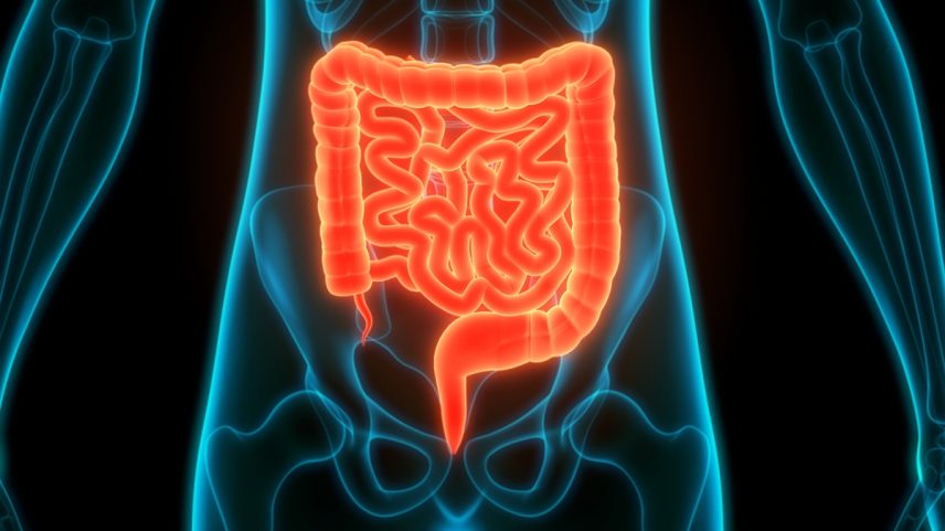 Ilustração colorida de intestino - Metrópoles