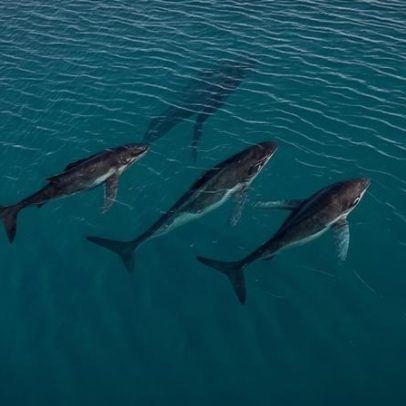 Baleias-jubartes percorrem 15 mil km entre Brasil e Austrália