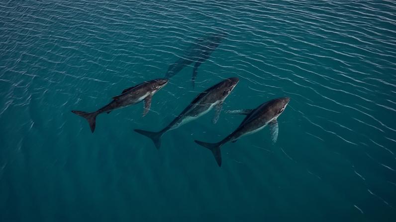 Pela primeira vez, pesquisadores documentaram baleias jubarte viajando entre áreas de reprodução no leste da Austrália e no Brasil, cruzando mais de 14.000 quilômetros de oceano aberto — Foto: Pacific Whale Foundation