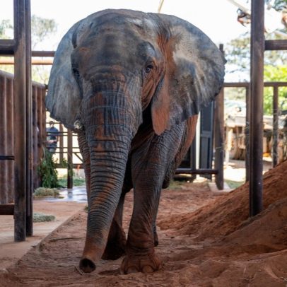 Europa inaugura santuário para elefantes resgatados de circos e zoológicos