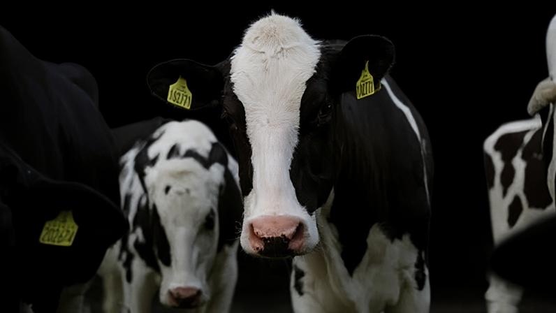 proposta brasileira previa que frigoríficos comprovassem inicialmente a ausência de antimicrobianos apenas nos meses anteriores ao abate, enquanto um sistema integral de controle seria estruturado nos próximos anos
