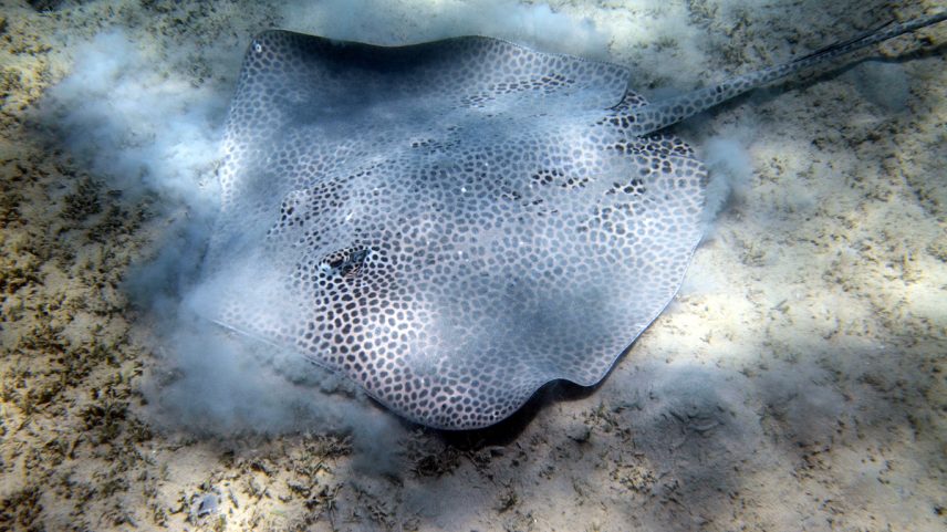 The endangered reticulate whipray (*Himantura uarnak*) is hunted in the wild for its skin.