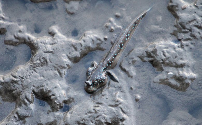 Mudskippers are amphibious fish that can live both in water and on land.