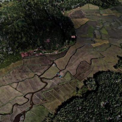 Pequenos agricultores não são o elo fraco da proteção florestal