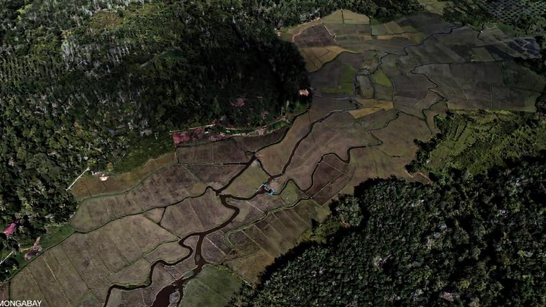 Rice paddies, forest, and agroforest in West Kalimantan, Indonesia. Photo by Rhett Ayers Butler