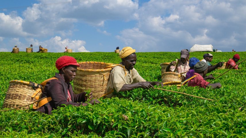 Farmers harvest tea leaves at a tea plantation in Bomet County, Kenya on February 4, 2026.
