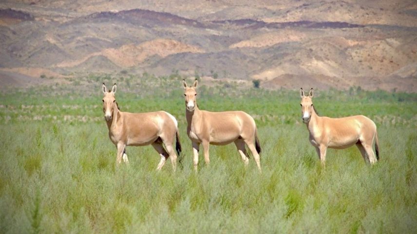 Khulan in eastern Mongolia. Image courtesy of WCS Mongolia.