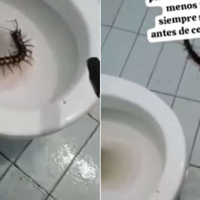 Turista encontra lacraia gigante em vaso sanitário de hotel na Colômbia