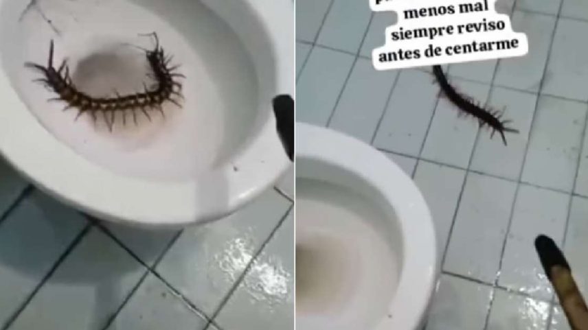 Lacraia estava escondida na borda do vaso sanitário
