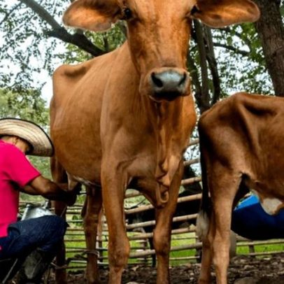 MST teme impactos do acordo EU-Mercosul para produtores de leite e queijo