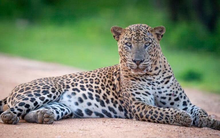 Turismo excessivo ameaça leopardos no Sri Lanka