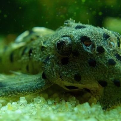 Peixes amazônicos saem da lista de ameaçados; outros animais entram na lista