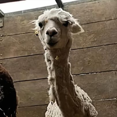PF apreende caminhão com mais de 40 lhamas no Acre