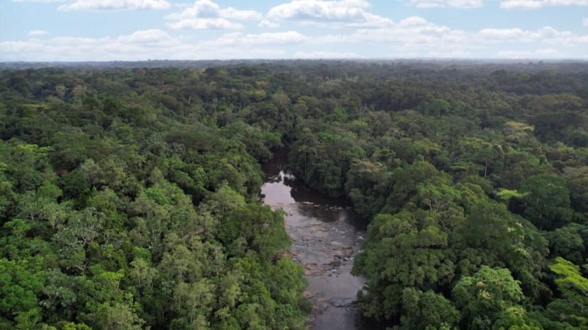 Forests in Liberia’s Sapo National Park. Image by Rhett A. Butler/Mongabay.