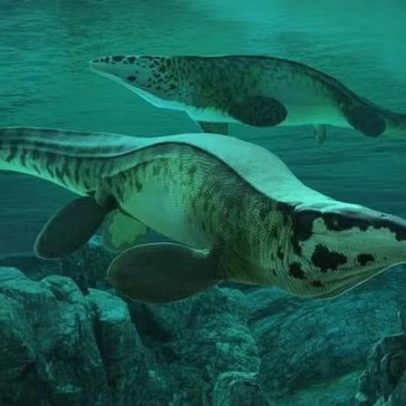 Nova espécie de réptil aquático pré-histórico recebe apelido 'T.rex'