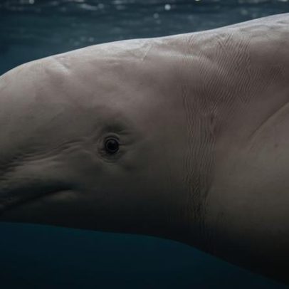 Estudo mostra belugas reconhecendo-se ao se mirar no espelho