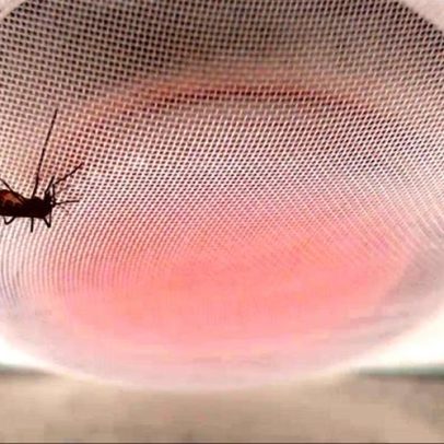 Mosquitos podem ser atraídos pelo cheiro de repelentes, aponta estudo