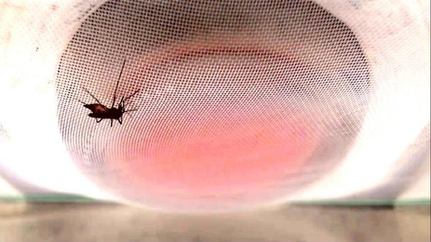 Uma fêmea do mosquito da febre amarela (Aedes aegypti) alimentando-se de uma bolsa de sangue quente
